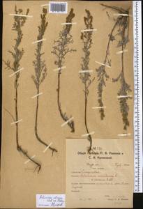 Artemisia nitrosa Weber ex Stechm., Middle Asia, Northern & Central Kazakhstan (M10) (Kazakhstan)