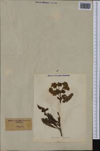 Euphorbia amygdaloides L., Western Europe (EUR) (Italy)
