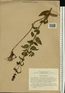 Mentha × piperita L., Eastern Europe, Central forest-and-steppe region (E6) (Russia)