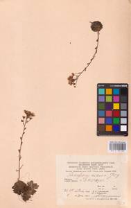 Saxifraga paniculata subsp. paniculata, Eastern Europe, West Ukrainian region (E13) (Ukraine)