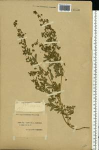 Potentilla supina L., Eastern Europe, South Ukrainian region (E12) (Ukraine)