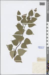 Betula, Middle Asia, Caspian Ustyurt & Northern Aralia (M8) (Kazakhstan)