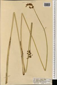 Schoenoplectus lacustris subsp. hippolyti (V.I.Krecz.) Kukkonen, Mongolia (MONG) (Mongolia)
