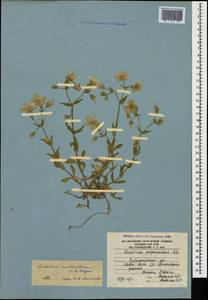 Cerastium multiflorum C. A. Mey., Caucasus, South Ossetia (K4b) (South Ossetia)
