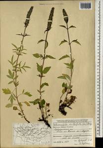 Nepeta multifida L., Mongolia (MONG) (Mongolia)