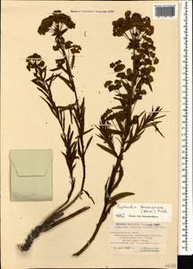Euphorbia saratoi Ardoino, Caucasus, Black Sea Shore (from Novorossiysk to Adler) (K3) (Russia)