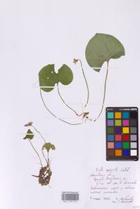 Viola epipsila Ledeb., Eastern Europe, Moscow region (E4a) (Russia)