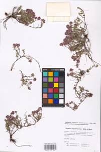 MHA 0 157 265, Thymus guberlinensis Iljin, Eastern Europe, Eastern region (E10) (Russia)