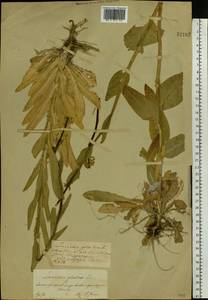 Turritis glabra L., Eastern Europe, Central forest-and-steppe region (E6) (Russia)
