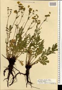 Potentilla tanacetifolia Willd. ex D. F. K. Schltdl., Mongolia (MONG) (Mongolia)