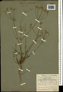 Astrodaucus orientalis (L.) Drude, Caucasus, Dagestan (K2) (Russia)