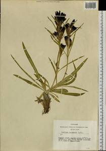 Gentiana decumbens L. fil., Siberia, Altai & Sayany Mountains (S2) (Russia)