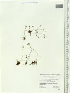 Chrysosplenium alternifolium L., Siberia, Baikal & Transbaikal region (S4) (Russia)