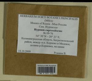 Hypnum cupressiforme Hedw., Bryophytes, Bryophytes - Kaliningrad Oblast (B1a) (Russia)