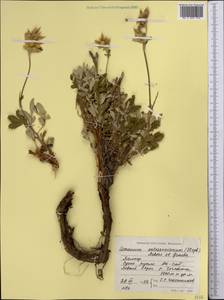 Farinopsis salesoviana (Stephan) Chrtek & Soják, Middle Asia, Pamir & Pamiro-Alai (M2) (Tajikistan)