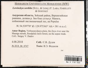 Lewinskya sordida (Sull. & Lesq.) F. Lara, Garilleti & Goffinet, Bryophytes, Bryophytes - Russian Far East (excl. Chukotka & Kamchatka) (B20) (Russia)