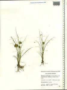 Carex bohemica Schreb., Siberia, Baikal & Transbaikal region (S4) (Russia)