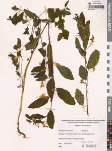 Impatiens noli-tangere L., Siberia, Chukotka & Kamchatka (S7) (Russia)
