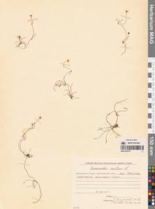 Ranunculus reptans L., Siberia, Chukotka & Kamchatka (S7) (Russia)