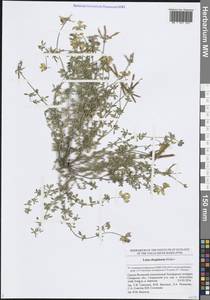 Lotus corniculatus subsp. corniculatus, Eastern Europe, Middle Volga region (E8) (Russia)
