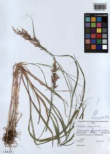 Calamagrostis purpurea (Trin.) Trin., Siberia, Altai & Sayany Mountains (S2) (Russia)