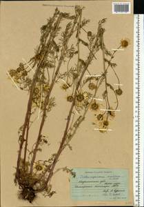 Tripleurospermum maritimum (L.) W. D. J. Koch, Eastern Europe, Northern region (E1) (Russia)