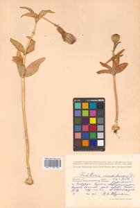 Fritillaria camschatcensis (L.) Ker Gawl., Siberia, Russian Far East (S6) (Russia)
