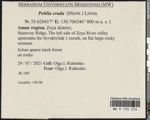 Pohlia cruda (Hedw.) Lindb., Bryophytes, Bryophytes - Russian Far East (excl. Chukotka & Kamchatka) (B20) (Russia)