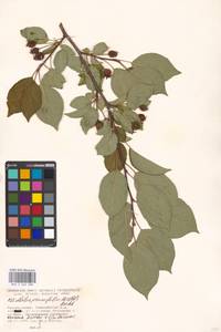 Malus prunifolia (Willd.) Borkh., Eastern Europe, Moscow region (E4a) (Russia)