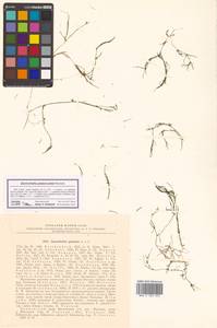 Zannichellia palustris L., Siberia, Russian Far East (S6) (Russia)