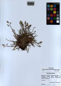 Poa supina Schrad., Siberia, Altai & Sayany Mountains (S2) (Russia)