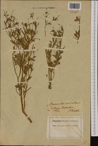 Ranunculus sceleratus L., Western Europe (EUR) (Germany)