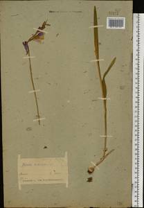 Gladiolus imbricatus L., Eastern Europe, Belarus (E3a) (Belarus)