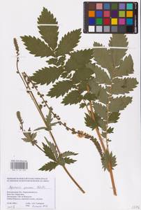 Agrimonia procera Wallr., Eastern Europe, Central forest-and-steppe region (E6) (Russia)