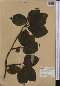 Populus suaveolens Fisch., Siberia, Baikal & Transbaikal region (S4) (Russia)