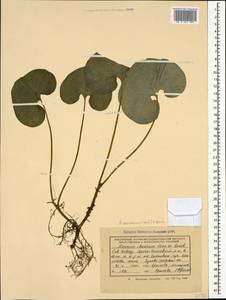Asarum europaeum subsp. caucasicum (Duchartre) Soó, Caucasus, Krasnodar Krai & Adygea (K1a) (Russia)