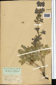 Delphinium propinquum Nevski, Middle Asia, Pamir & Pamiro-Alai (M2)