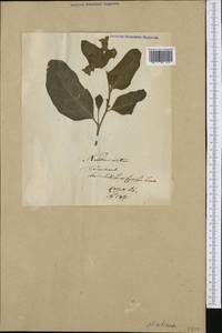 Nicotiana rustica L., Western Europe (EUR)