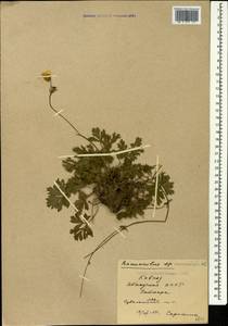 Ranunculus caucasicus M. Bieb., Caucasus, Abkhazia (K4a) (Abkhazia)