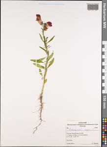 Antirrhinum majus L., Siberia, Altai & Sayany Mountains (S2) (Russia)