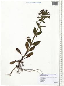 Saponaria glutinosa M. Bieb., Crimea (KRYM) (Russia)