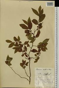 Vaccinium smallii A. Gray, Siberia, Russian Far East (S6) (Russia)