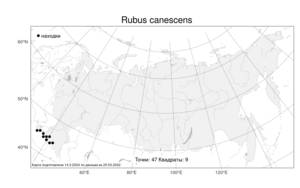 Rubus canescens A. DC., Atlas of the Russian Flora (FLORUS) (Russia)