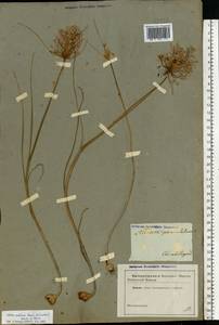 Allium podolicum Blocki ex Racib. & Szafer, Eastern Europe, South Ukrainian region (E12) (Ukraine)