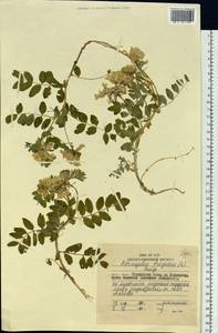 Astragalus frigidus (L.) A.Gray, Siberia, Russian Far East (S6) (Russia)