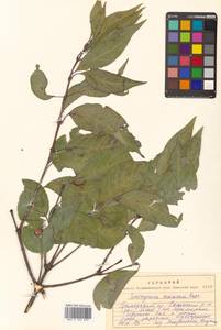 Euonymus maackii Rupr., Siberia, Russian Far East (S6) (Russia)