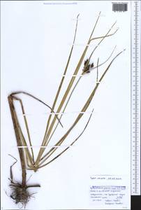 Bolboschoenus glaucus (Lam.) S.G.Sm., Caucasus, Black Sea Shore (from Novorossiysk to Adler) (K3) (Russia)
