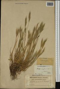 Vulpia fasciculata (Forssk.) Samp., Western Europe (EUR) (France)