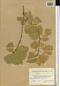 Populus nigra var. italica (Moench) Koehne, Eastern Europe, North Ukrainian region (E11) (Ukraine)