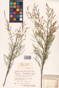 Tamarix hohenackeri Bunge, Eastern Europe, Lower Volga region (E9) (Russia)